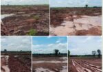ការឈូសទន្ទ្រាន ដីព្រៃលិចទឹកតំបន់៣ នៅស្រុកជលគិរី គឺស្តាយធ្វើអង្ករ ឱ្យជាក្លាយជាបាយ បើហាមស៊ី មានតែខាត..